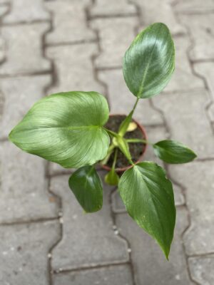 Philodendron warscewiczii