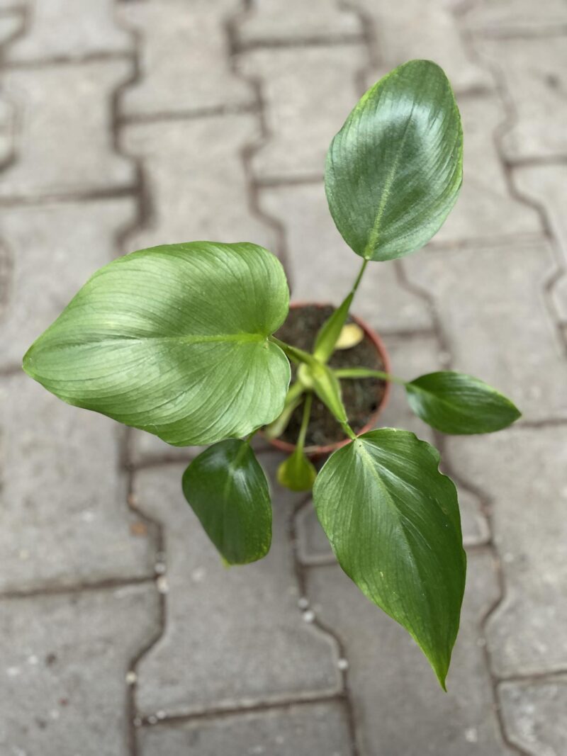 Philodendron warscewiczii