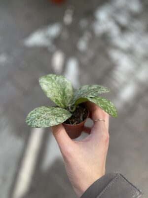 Hoya waymaniae (Kapuas) ‘Cloudy sky’