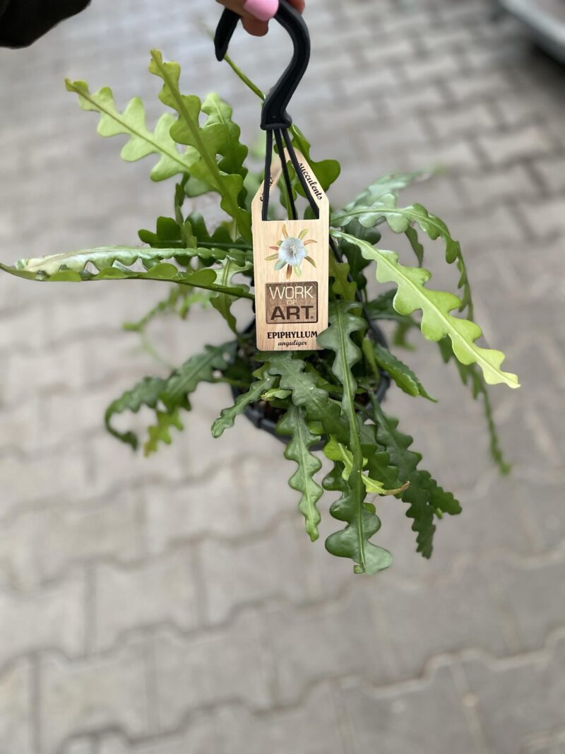 Epiphyllum Anguliger