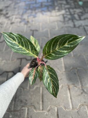 aglaonema dreamcatcher