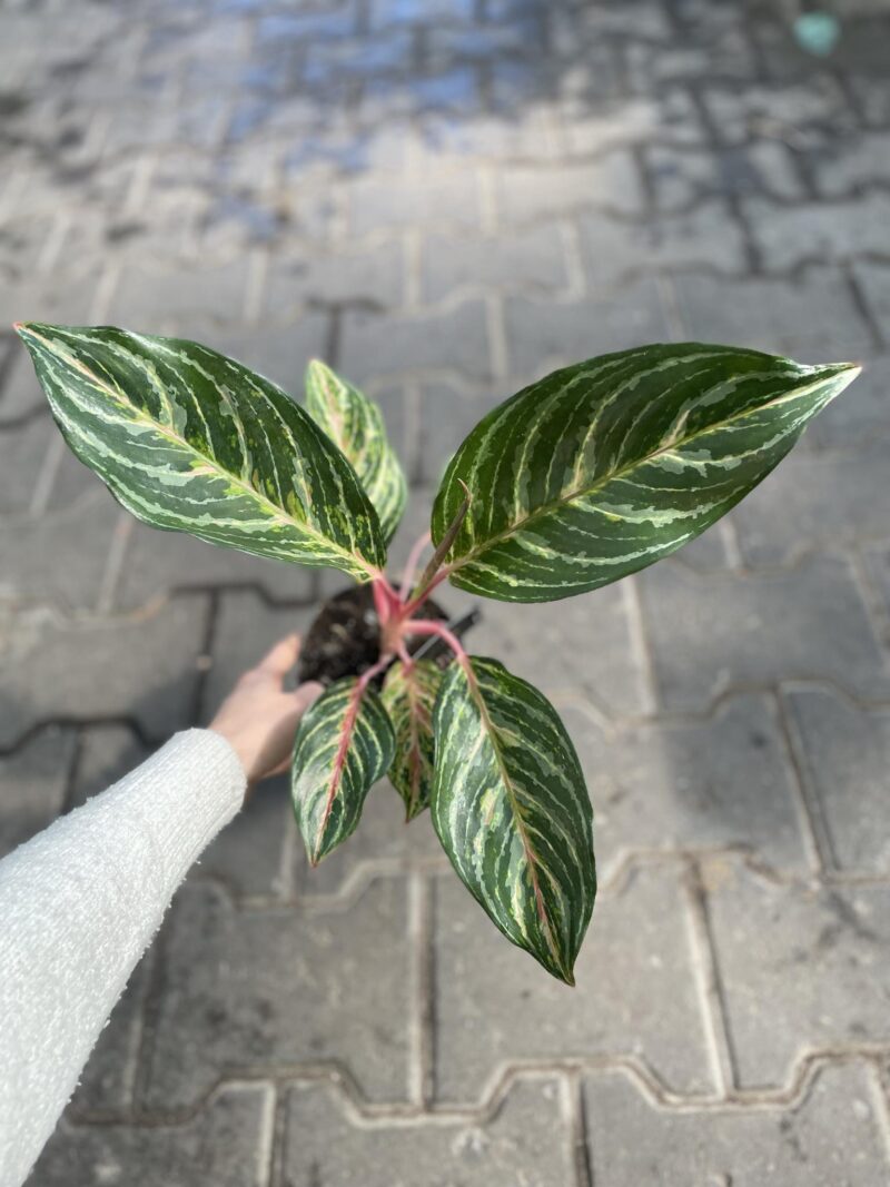 aglaonema dreamcatcher