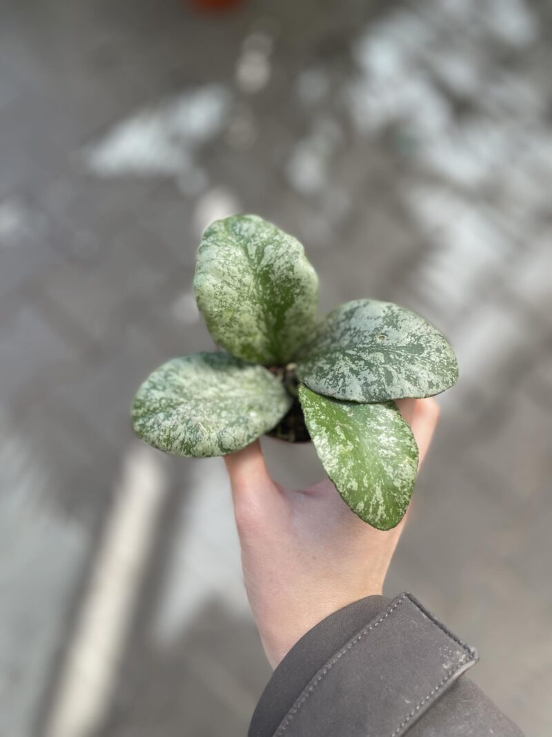 Hoya waymaniae (Kapuas) ‘Cloudy sky’ Hoya waymaniae (Kapuas) ‘Cloudy sky’