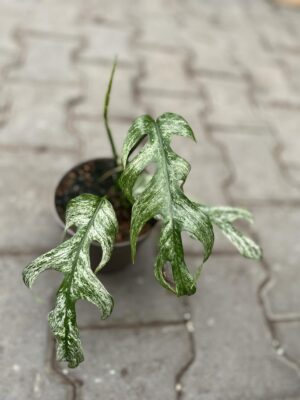 Epipremnum White Flame