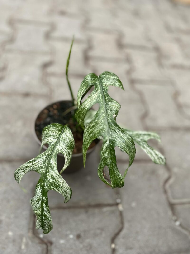 Epipremnum White Flame