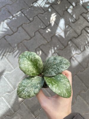 Hoya waymaniae (Kapuas) ‘Cloudy sky’