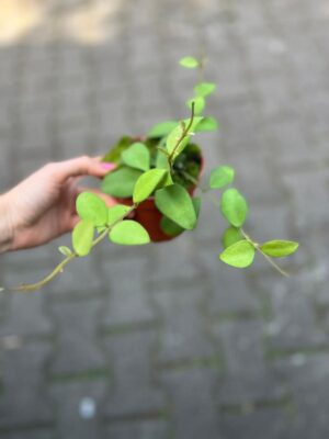 Hoya nummularioides