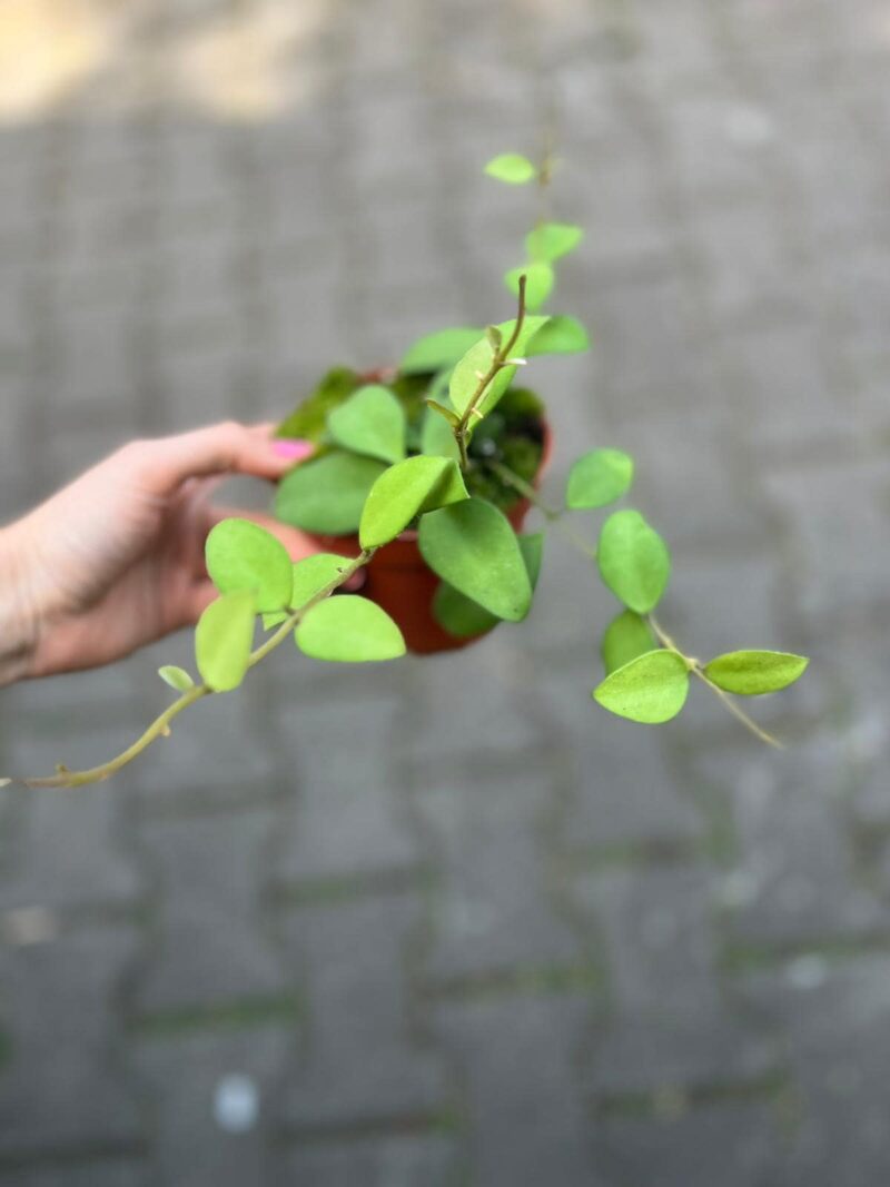 Hoya nummularioides