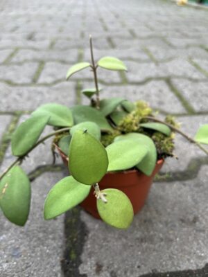 Hoya nummularioides