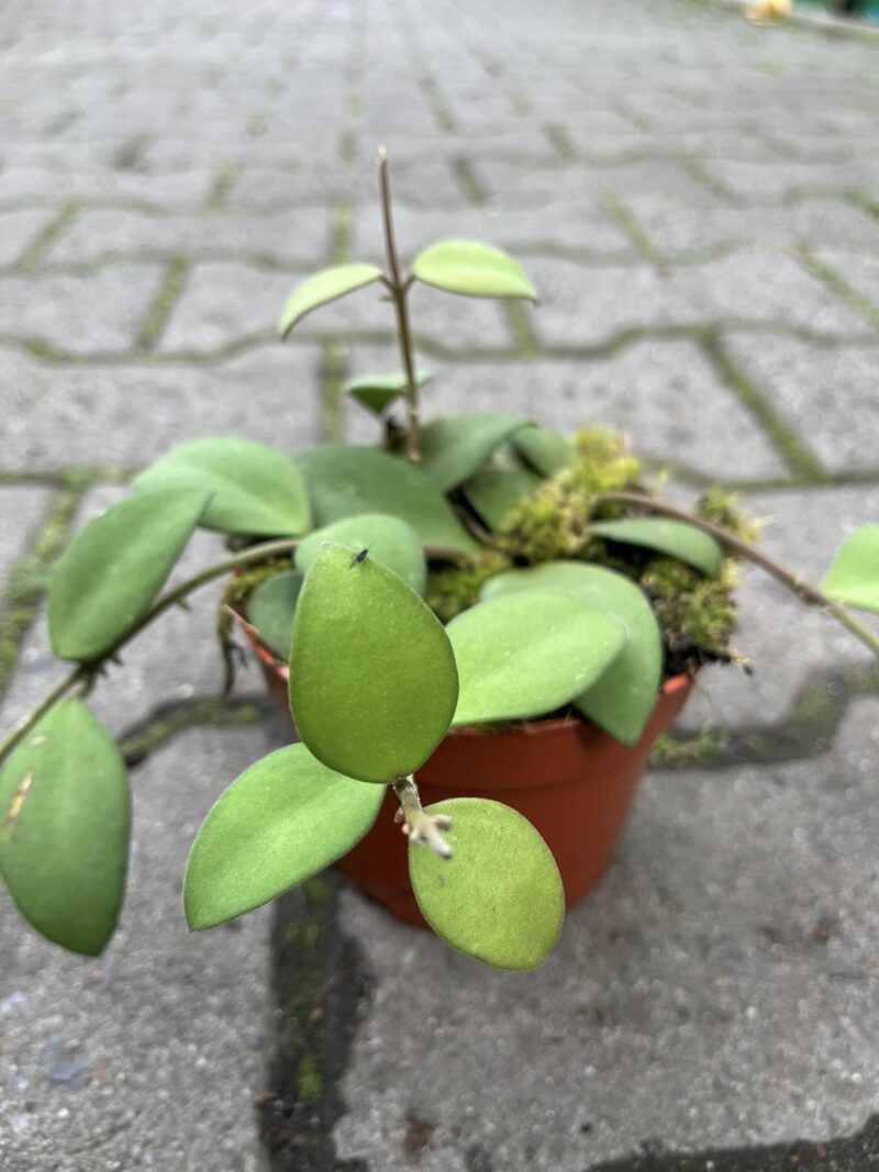 Hoya nummularioides