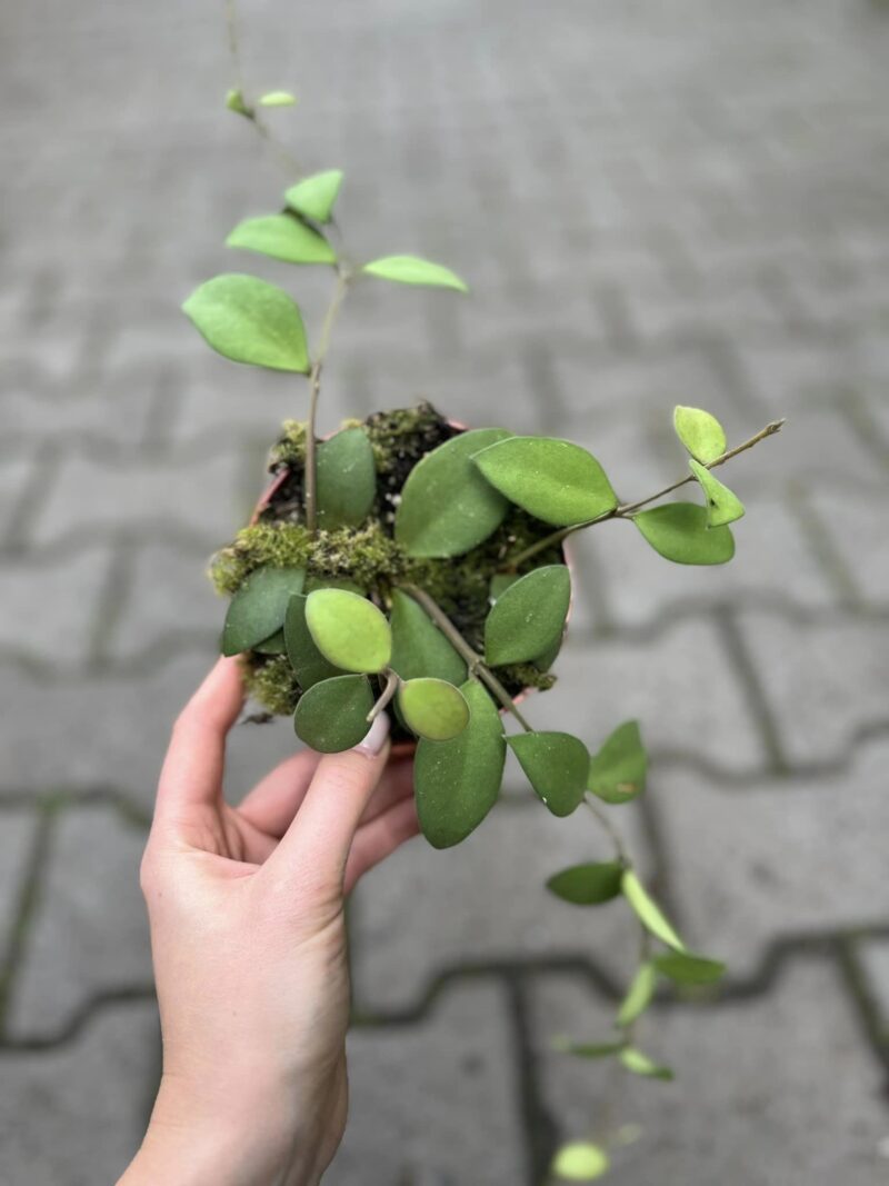 Hoya nummularioides