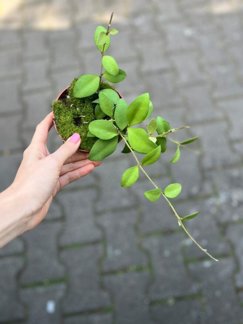 Hoya nummularioides