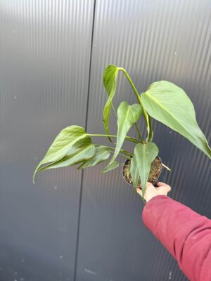 Monstera Burle Marx Flame