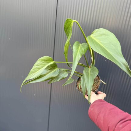 Monstera Burle Marx Flame