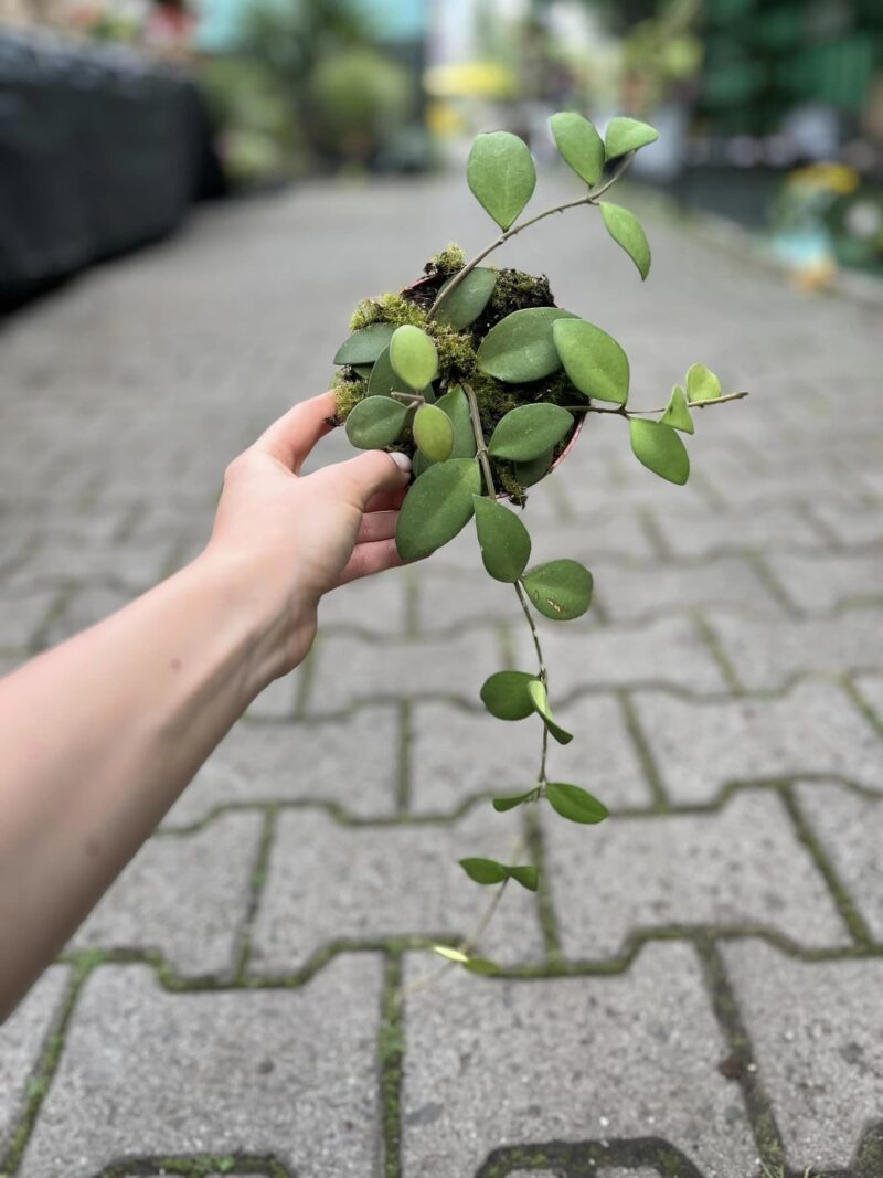 Hoya nummularioides