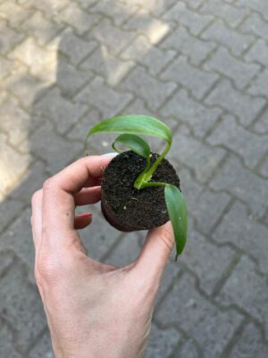 Monstera Burle Marx Flame