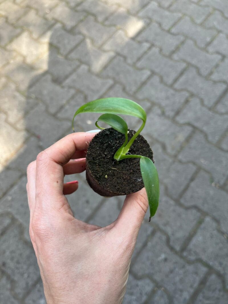 Monstera Burle Marx Flame