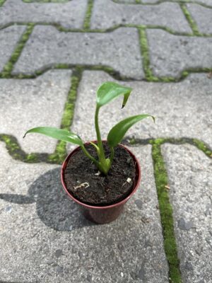 Monstera Burle Marx Flame
