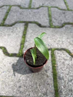 Monstera Burle Marx Flame