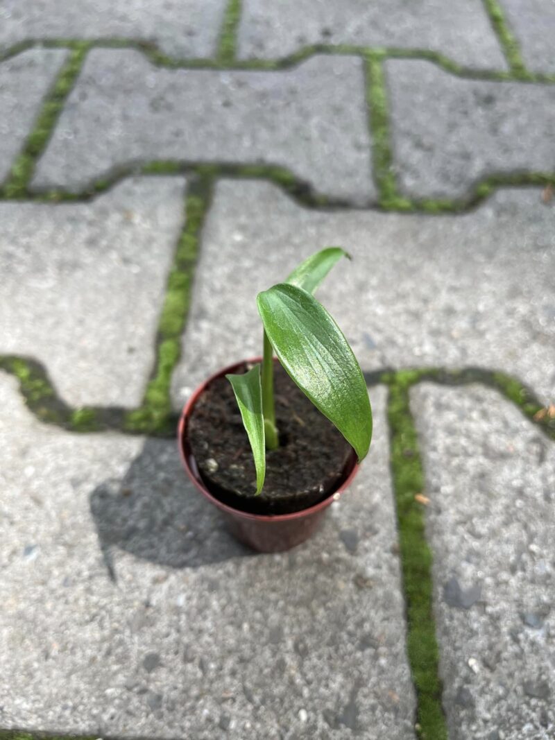 Monstera Burle Marx Flame