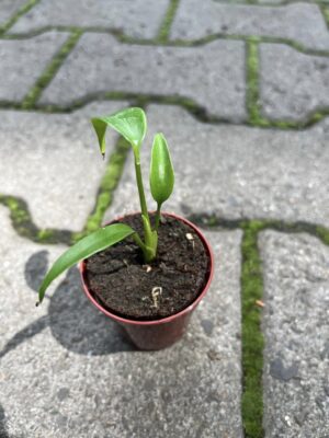 Monstera Burle Marx Flame