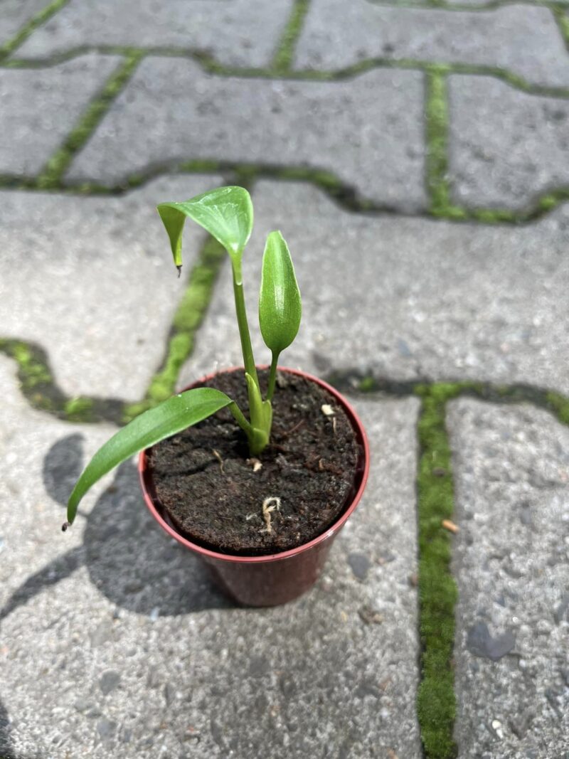 Monstera Burle Marx Flame