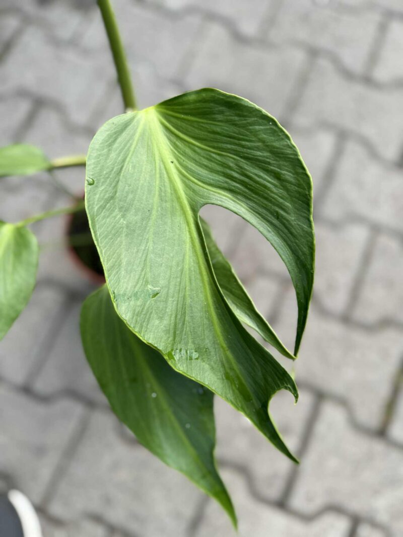 Monstera Burle Marx Flame