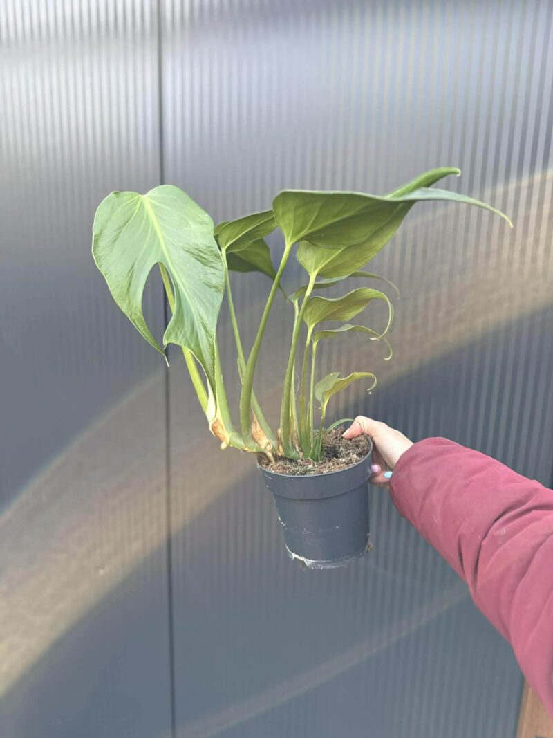 Monstera Burle Marx Flame