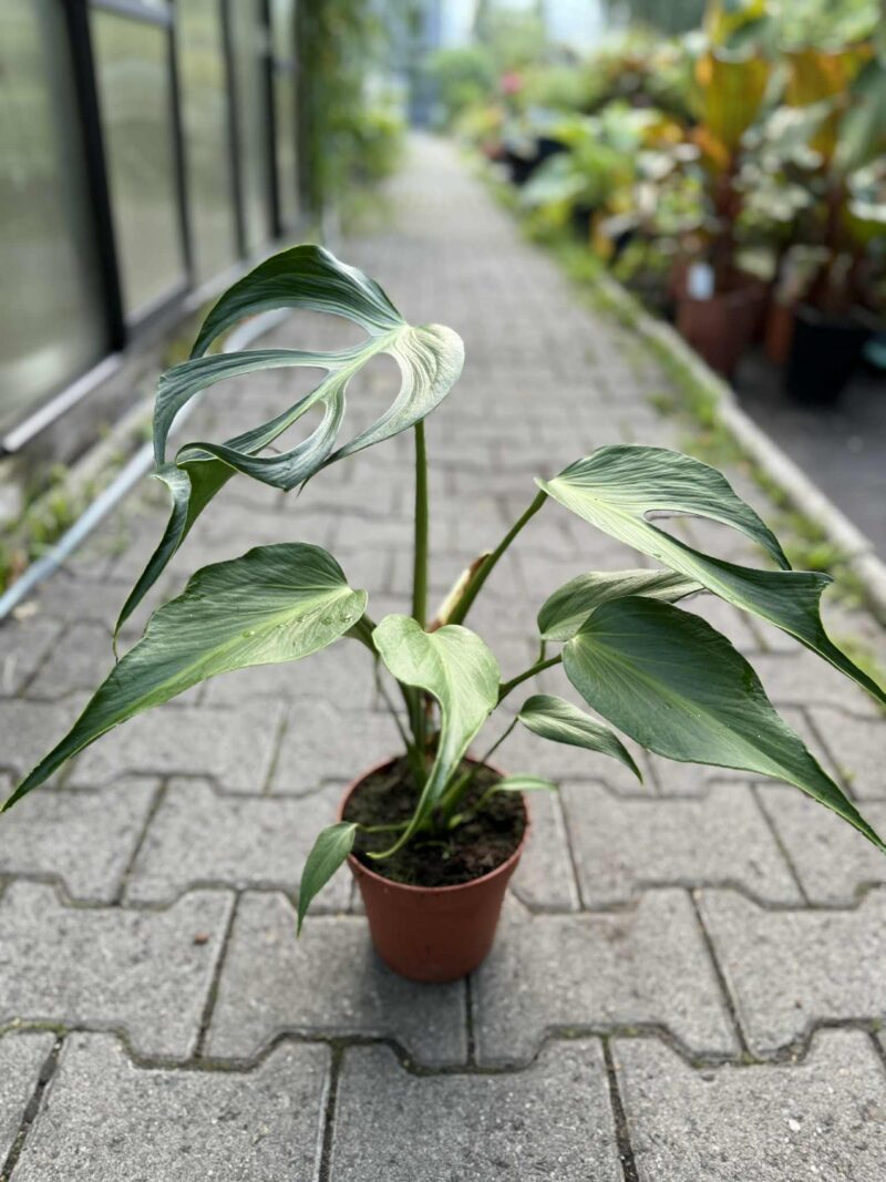 Monstera Burle Marx Flame