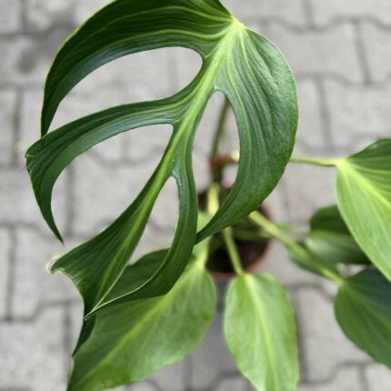 Monstera Burle Marx Flame