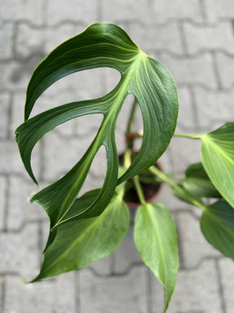Monstera Burle Marx Flame