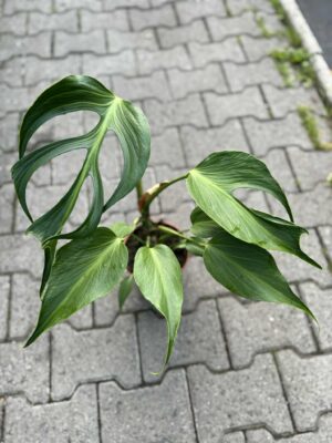 Monstera Burle Marx Flame