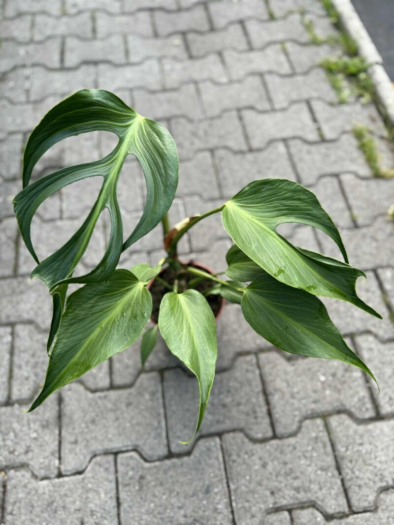 Monstera Burle Marx Flame