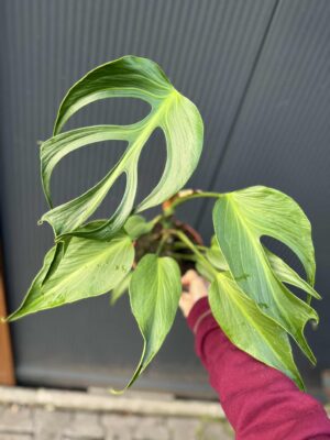 Monstera Burle Marx Flame