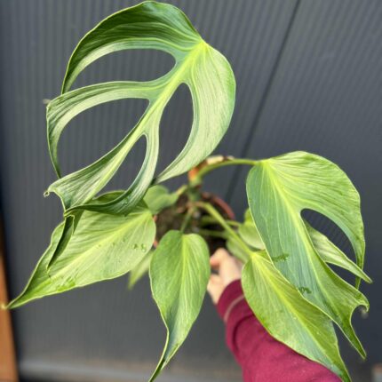 Monstera Burle Marx Flame