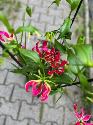 Glorious Gloriosa