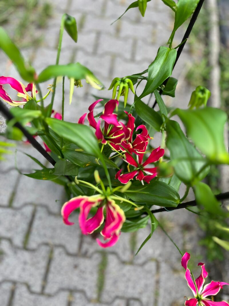 Glorious Gloriosa