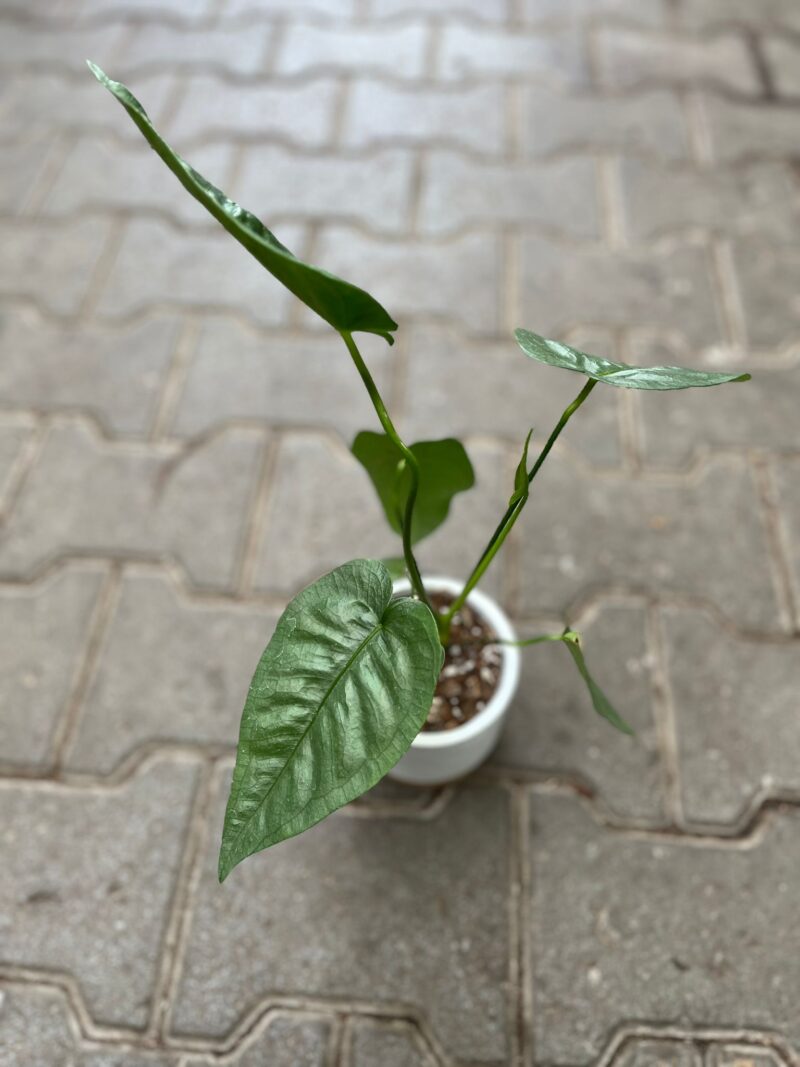Anthurium Xanthophyllomyces