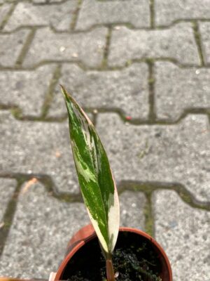 Philodendron Carmel Marble