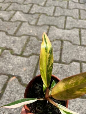 Philodendron Carmel Marble