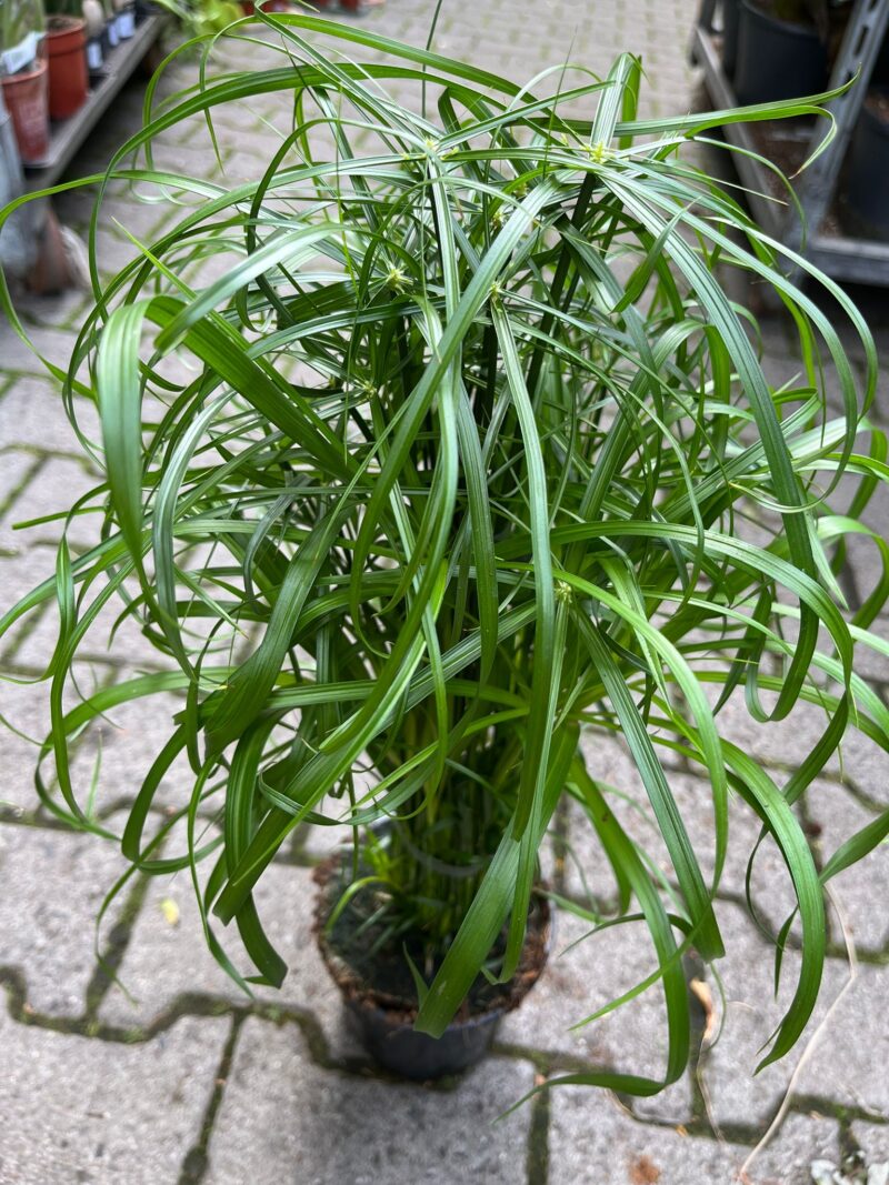 cyperus alternifolius – papirus