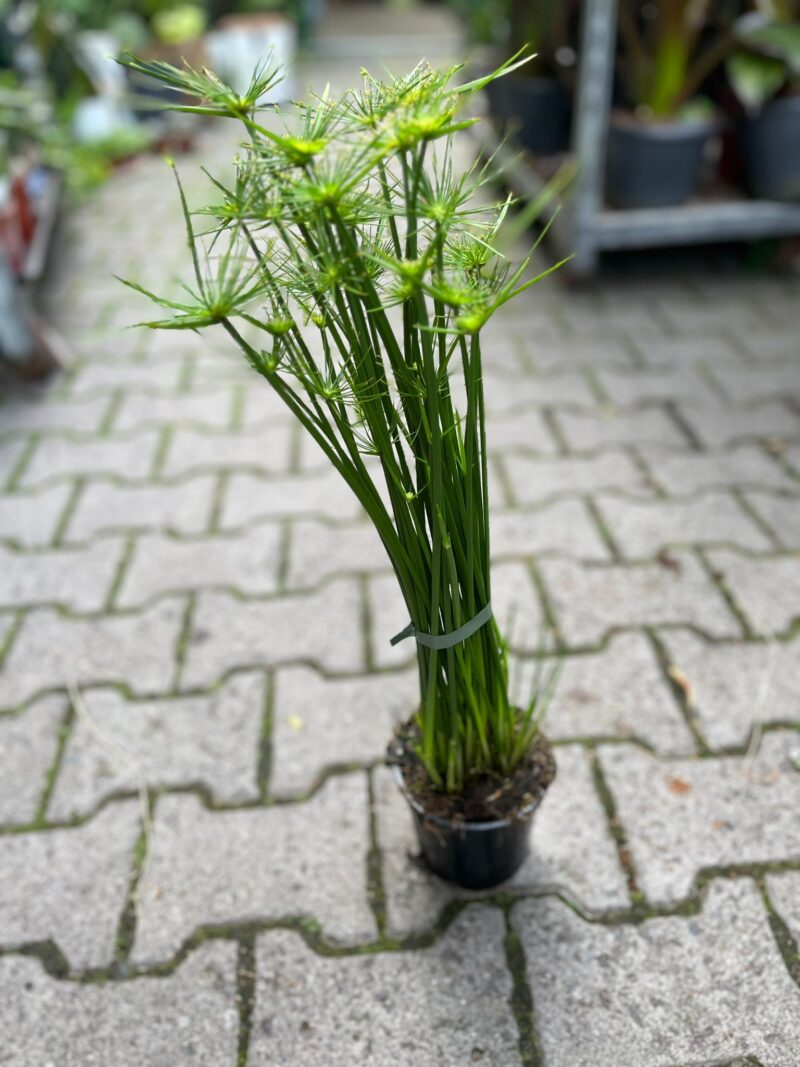 Cyperus haspan – Papirus