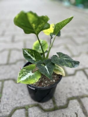 Syngonium scrambled eggs