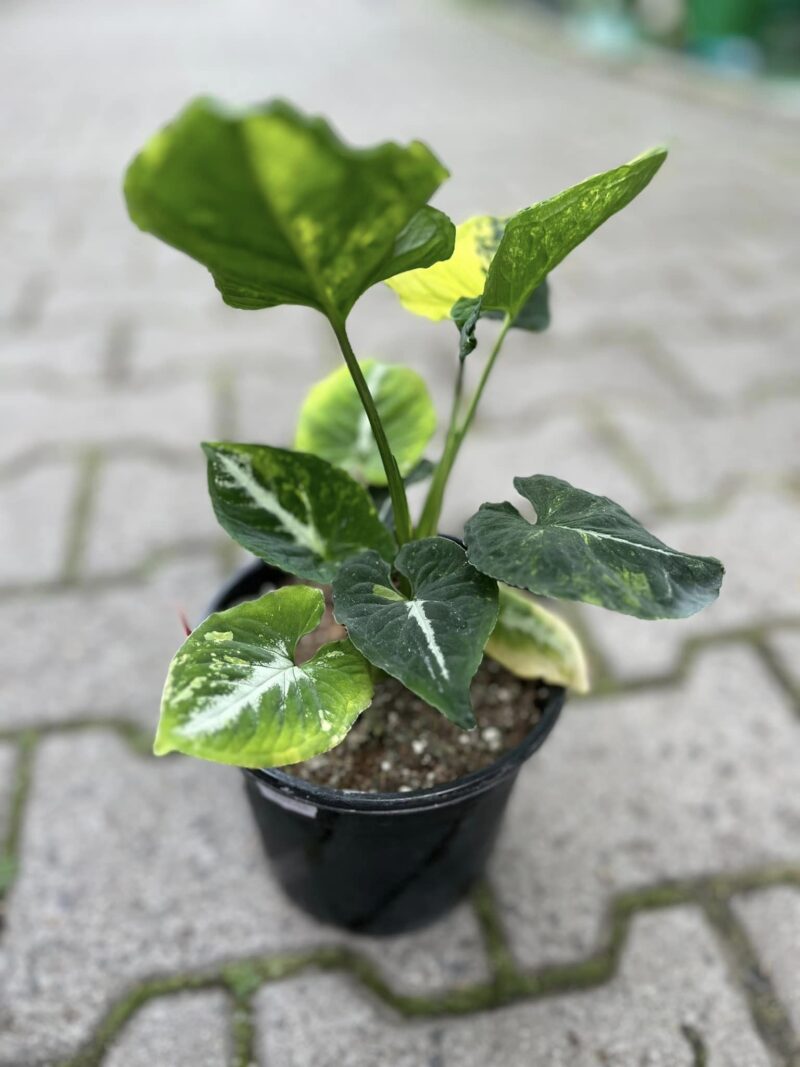 Syngonium scrambled eggs