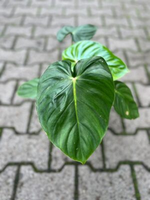 Philodendron Sodiroi aff x pastazanum