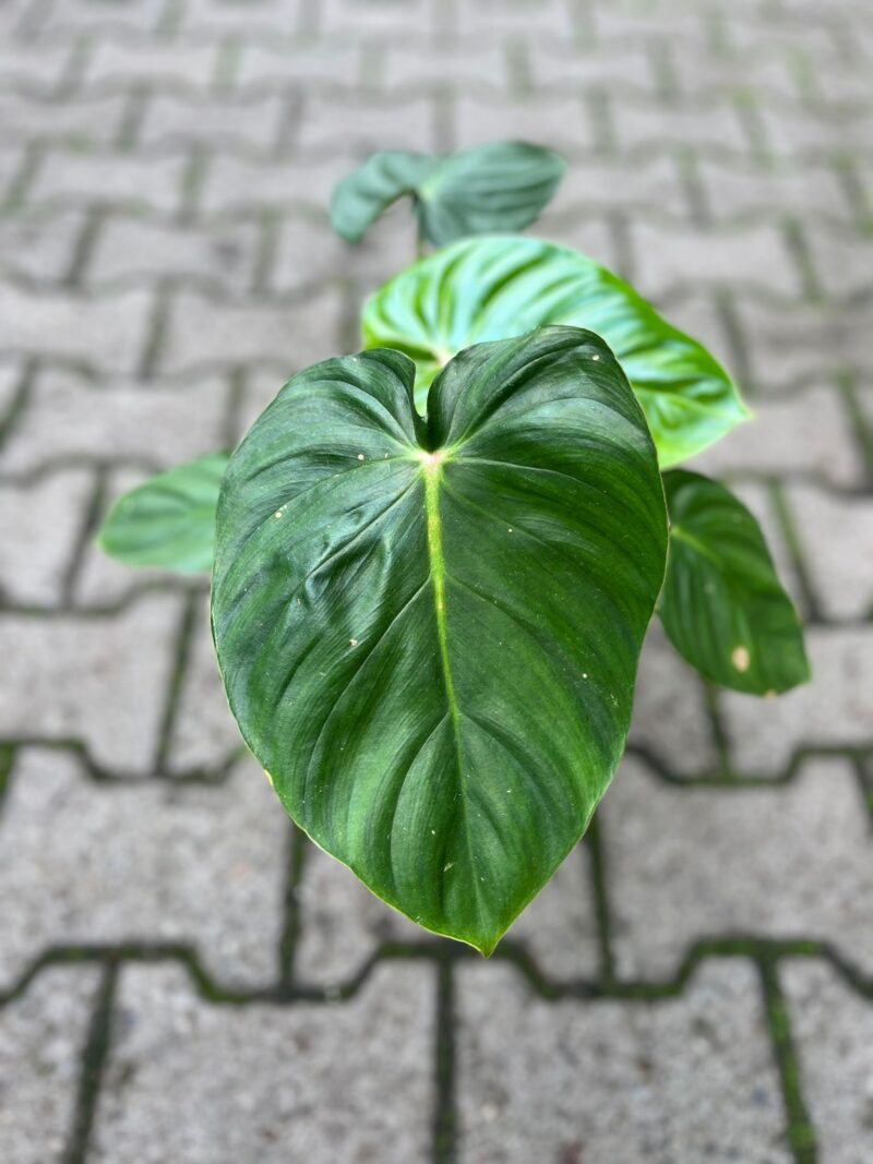 Philodendron Sodiroi aff x pastazanum