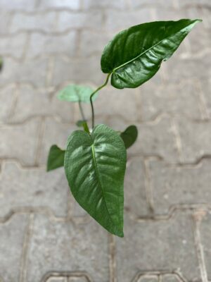 Anthurium Xanthophyllomyces