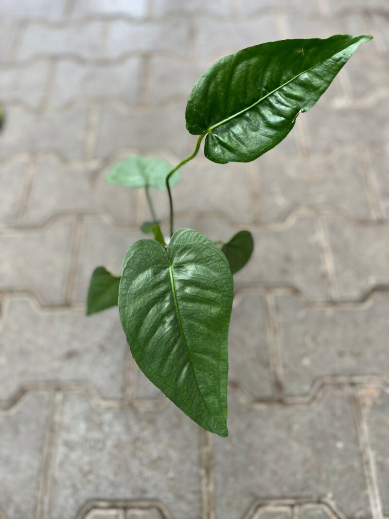 Anthurium Xanthophyllomyces