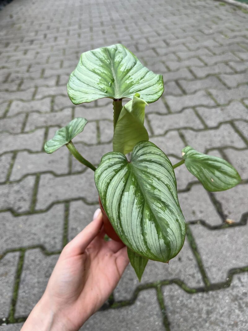 Philodendron Mamei ‘Silver Cloud’