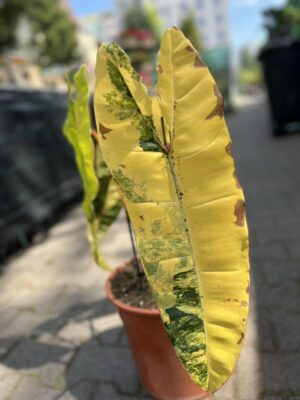 Philodendron Billietiae Variegata